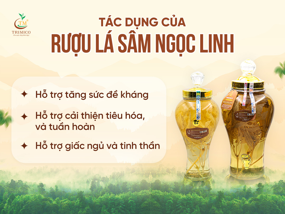 Rượu lá sâm Ngọc Linh có tác dụng gì? Hướng dẫn cách ngâm đúng chuẩn